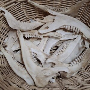 Deer Jaw, Jaw bone, bone