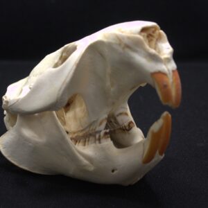 beaver, beaver skull,