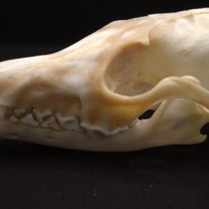 Fox Skull