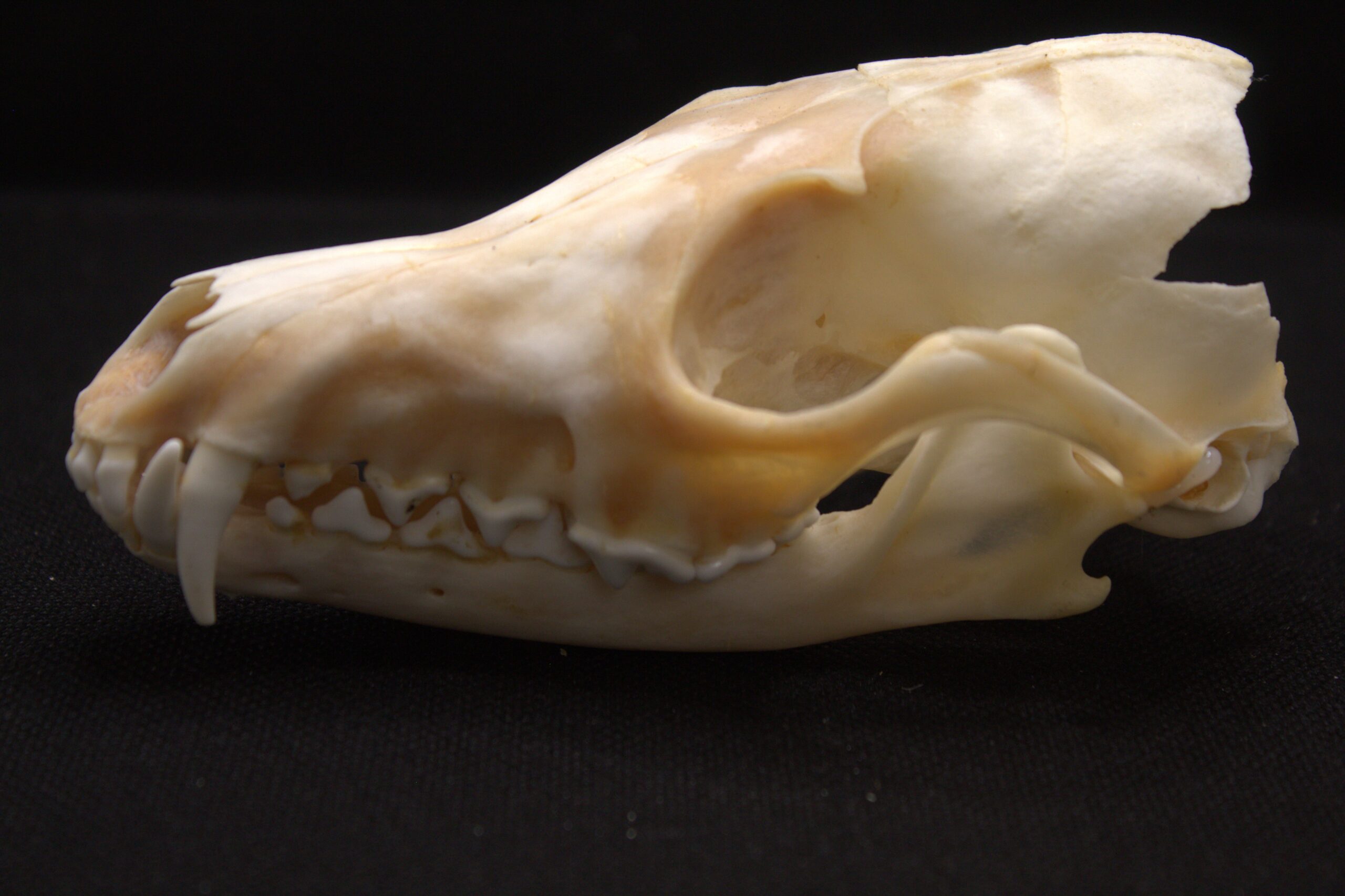 Fox Skull