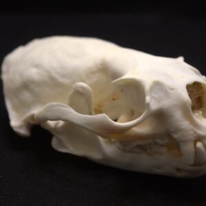 North American River Otter Skull