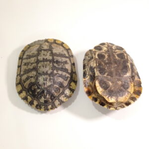 Red-eared Slider Turtle Shell
