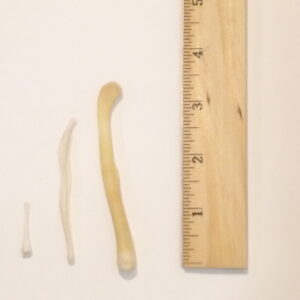 Baculum (Os Penis) – Natural Specimen